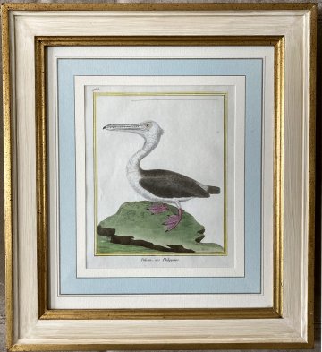 click for detailed image Martinet Pelican.JPG